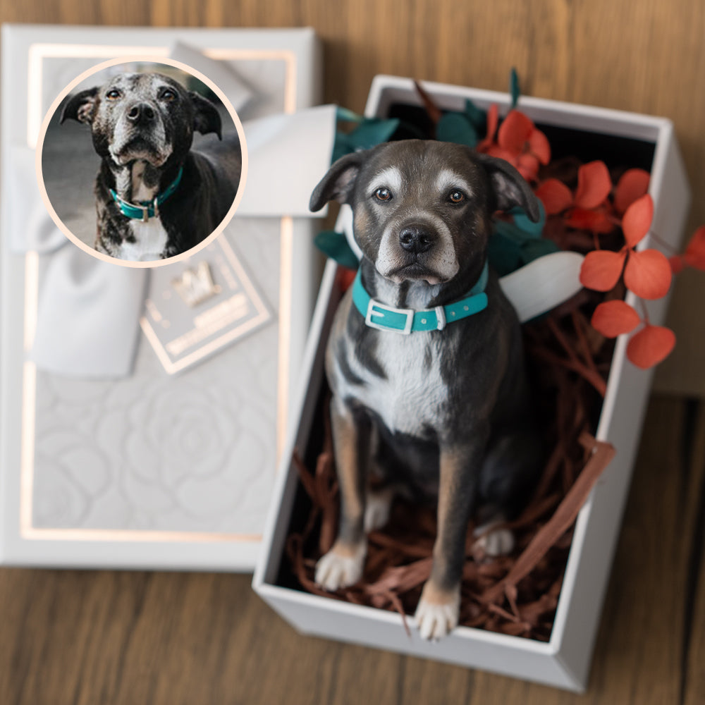 Custom Pet Figurine